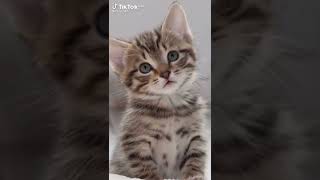 Cute Kittens - Most Adorable Kittens , Anak kucing comel