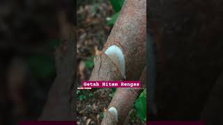 GETAH HITAM RENGAS DI HUTAN ALAM