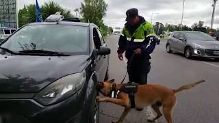 Perro Policía encontró droga en motor de un auto en La Feliz