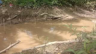 mancing di parit ladang sawit/ IKAN TUMANG/ IKAN LELE/ternyata ini umpan nya  silakan d coba.