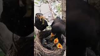 Seperti Burung Jalak | Ini burung apa ya? #shortsvideo #shorts