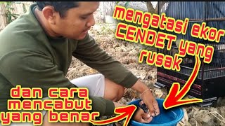 cara mencabut ekor cendet yang rusak dan patah//agar tumbuh bagus dan rapih