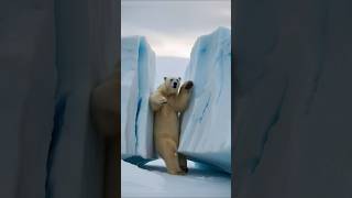 Watch the Rescue of a Polar Bear from Glacial Ice #shorts