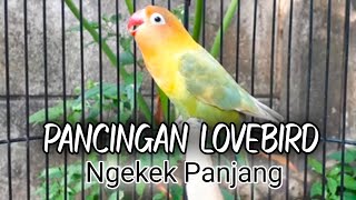 Rangsangan Lovebird ngekek panjang, Lovebird malas bunyi auto gacor