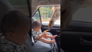 Giraffe Enjoys a Snack from Humans – A Beautiful Wildlife Moment #shorts