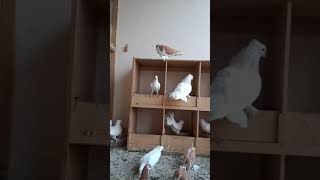 Different Pigeons Breeding