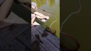 catch&release carp Balta Vlahi