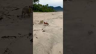 Jack ,na praia #cachorro #pets #cachorronapraia #myanimal #dog