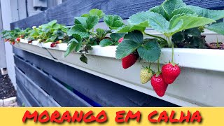 Como Plantar Morango em Calha de Chuva 🍓