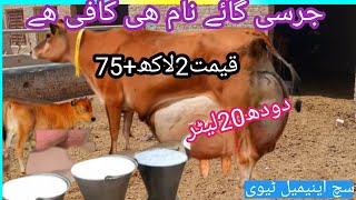 03466152628 |jersey sahiwal cross cow|sahiwal jersey cross gay|jersey cow|sahiwal cow|Such animal tv