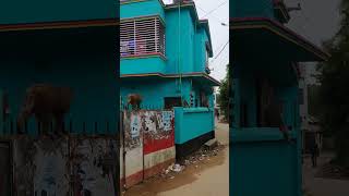 চিরিয়াখানার বানর ছুটে আসলো গ্রামে। #animals #viral #shorts #funnyanimals