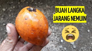 Rasa Buah Sawo Mentega (Campolay), Gabungan 2 Rasa Yang Unik