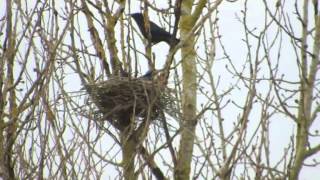 My first Chiffchaff of the year, Oystercatchers and a Weed Dance