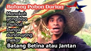 Batang Pohon Durian manakah yang cepat muncul bunga bunga Durian.