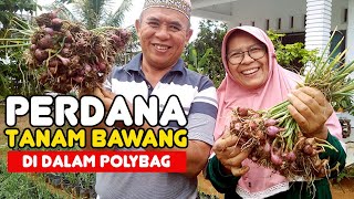 Panen Bawang dalam Polybag, Kegiatan Yang Cocok Untuk Pensiunan