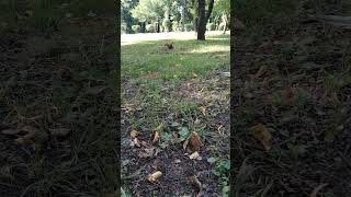 #squirrel #білочка