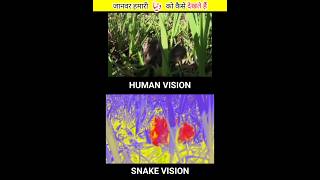 How animals see our world #shorts