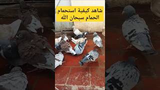 استحمام الحمام 🕊💦💥Bathroom pigeon #pigeon #shortvideo #اكسبلور