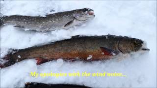 Ice Fishing For Brook Trout