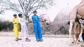 Milking baby camel#camels #camellife#milk