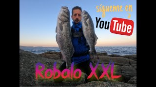 Gran jornada de Lubinas con Robalo XXL