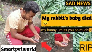 My rabbit's baby died 🥺ll sad news 😞ll rip..