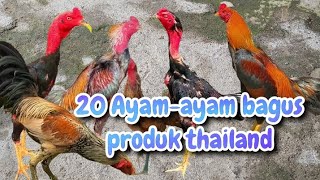 20 ayam bagus produk thailand