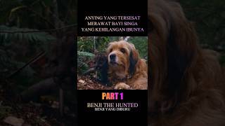 Anjing ngasuh anak singa #shortmovie