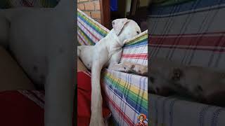 A Magia dos  Cães: Um Minuto para o Coração #pets #viralvideo #shorts #cachorros #viralshorts