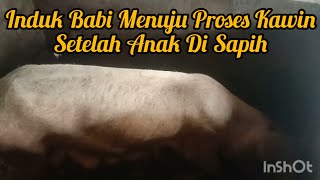 Induk Babi Menuju Proses Kawin Setelah Anak Di Sapih