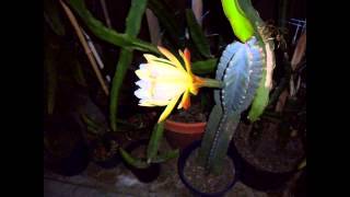 Peruvian Apple Cactus bloom & Fruit