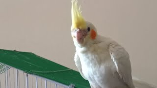 New Funny pets videos