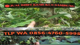 jual bibit kemukus sambung malada