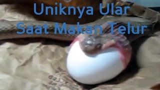 Wajib Nonton: Uniknya Ular Melahap Dan Menelan Telur