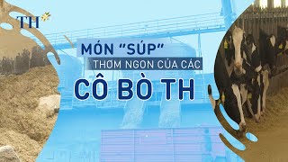 Công thức trộn món “súp” thơm ngon đặc biệt cho các cô bò sữa TH