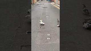 white cockatoo and pigeons #youtubeshorts #youtube #funny