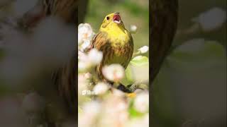 Beautiful bird crapping on the tree with amazing nature