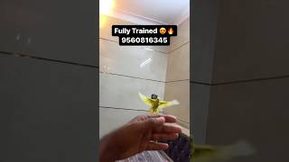 For sale 9560816345 location Delhi budgies pair #pet #minivlog #ytshorts #animallover #birdslover