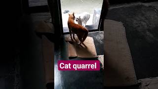 cat quarrel original Sound #shorts #natural #amazing #cats