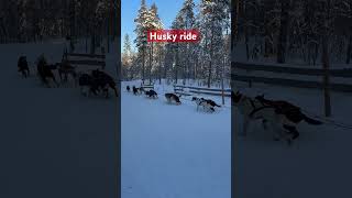 Husky dog sledding