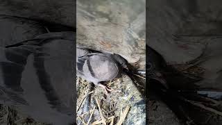 Helpless pigeon 🐦#youtubeshorts #pigeon #birds #pigeon