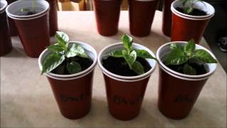 How to grow hot peppers part 3