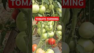 Tomato Farming In Dang Ghorahi Nepal#short#farming#