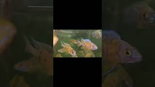 Malawi Cichlids