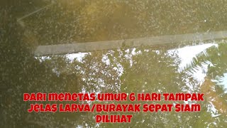 DARI TELUR SAMPAI MENETES UMUR 6 HARI SUDAH JELAS DAN NYATA DILIHAT LARVA/BURAYAK IKAN SEPAT SIAM