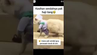 kucing viral