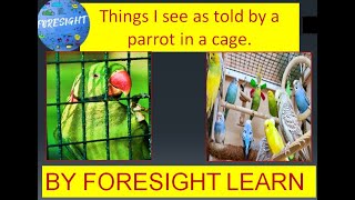 Things I see as told by a parrot in a cage | ESSAY