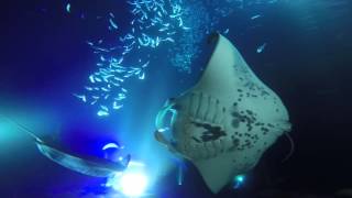 Manta Ray Night Dive in Hawaii