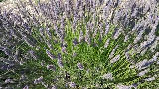 Valensole  plateau