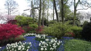 Keukenhof gardens with windmill